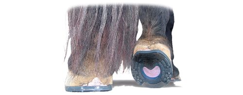Better for your horse