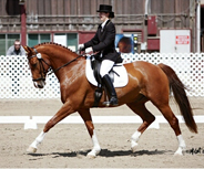 Many disciplines benefit from EponaShoes