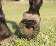 Becky Siler provided this picture of her horse grazing in EponaShoes